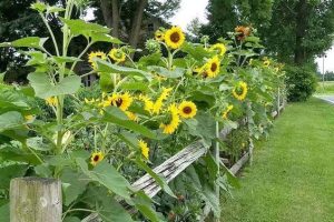 Harvesting Happiness: Embracing Sunflower Decor in Your Living Space