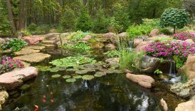 Reflecting Nature: Enhancing Your Pond Ecosystem with a Mirror Addition  