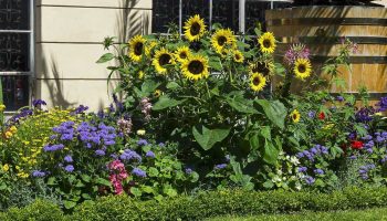 Bringing the Outdoors In: Sunflower Decor for a Fresh and Inviting Home